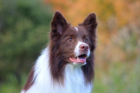 Bonzo