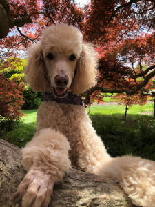 Sadie
