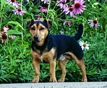 Koda