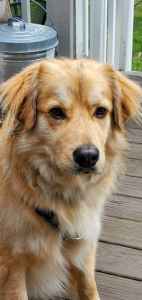 Buddy