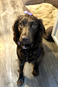 Mocha