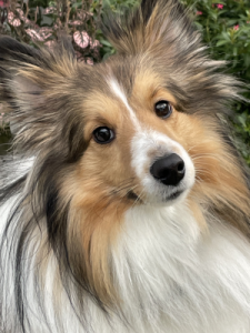 Gracie