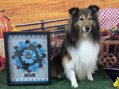 Enya