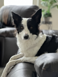 Ripley
