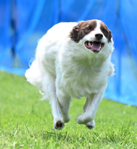 Finn