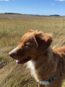 Skye