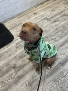Archie