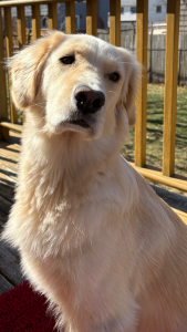 Tilly