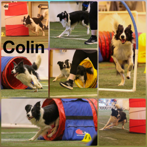 Colin