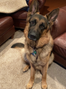 Sarge