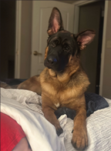 Hondo