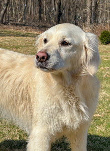 Lily Belle
