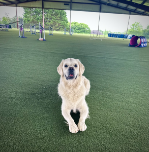 Buddy