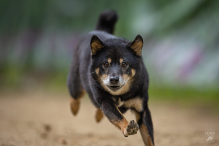 Kobe