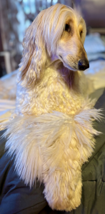 Winston