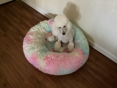 Penelope