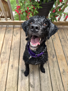 Nellie