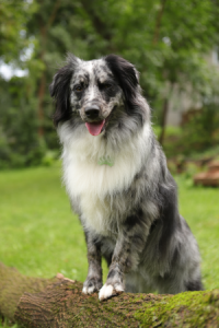 Maisy