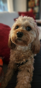Millie