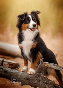 Stella
