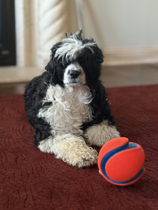 Maya