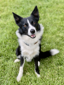 Jesko