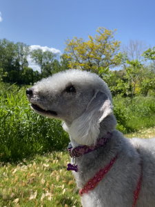 Vivi