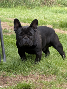 Remi