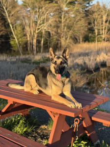 Sable