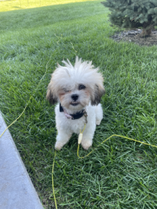Lulurose