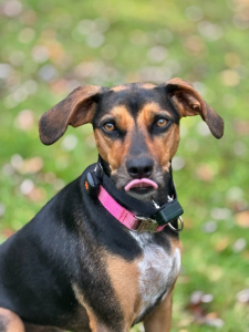 Roxy