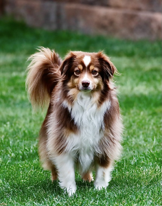Ringo