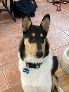 Merlin