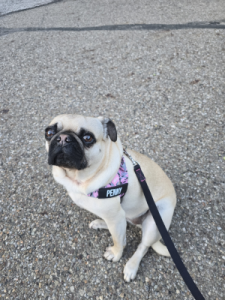 Penny