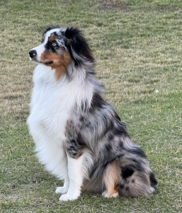 Maverick