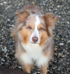 Archie