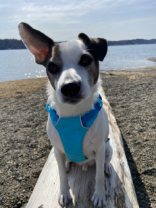 Finn