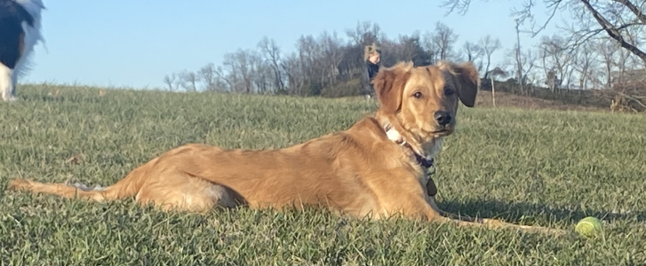 Tikka