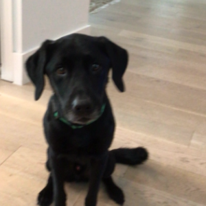 Beau