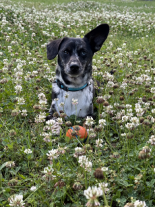 Sokka