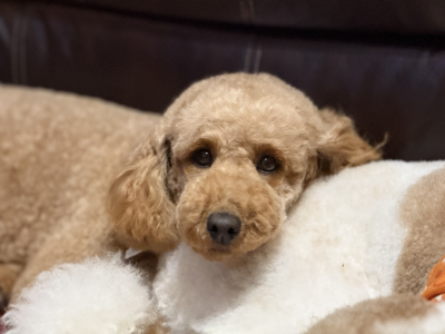 Rosie