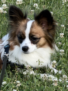 Bella