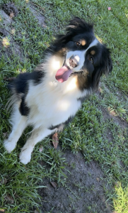 Penelope