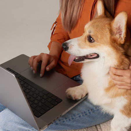 Dog Watching Laptop