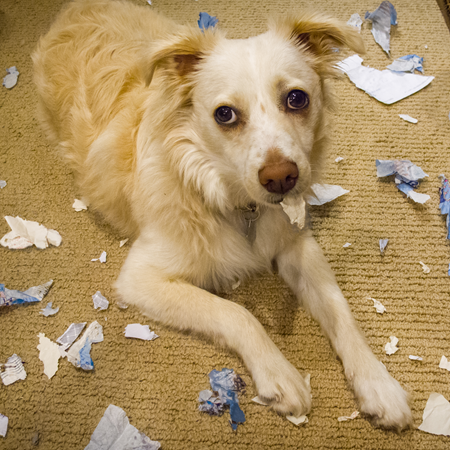 Dog Shredding Paper