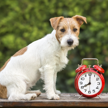 Dog with Clock